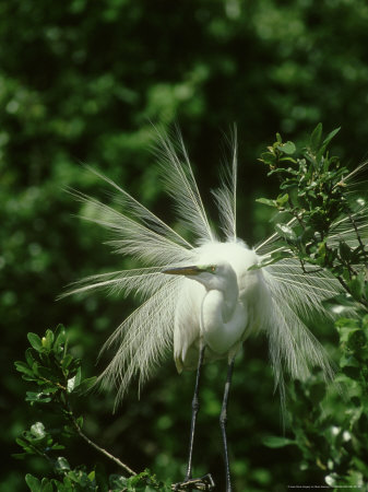 Great Egret, Displaying To Attract Mate, Usa by Brian Kenney Pricing Limited Edition Print image