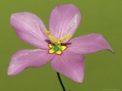 Marsh Pink, Florida by Brian Kenney Pricing Limited Edition Print image