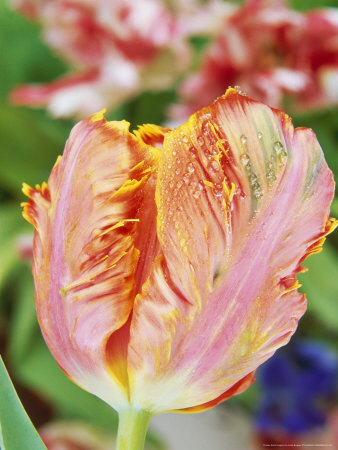 Close-Up Of Parrot Tulip by Linda Burgess Pricing Limited Edition Print image
