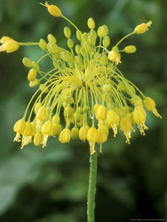 Allium Flavum by Chris Burrows Pricing Limited Edition Print image