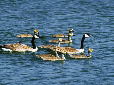 Canada Geese, Family On Water, Usa by David Boag Pricing Limited Edition Print image