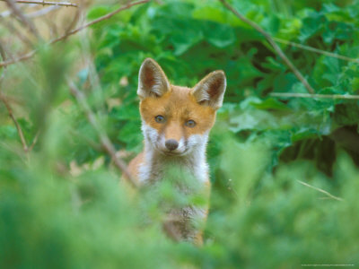 Red Fox, Young Looking by David Boag Pricing Limited Edition Print image