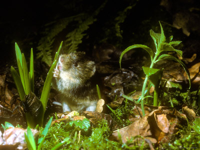 Bank Vole, Drinking Raindrops by David Boag Pricing Limited Edition Print image