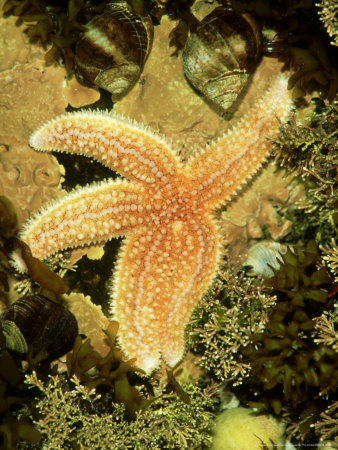 Boreal Starfish, Acadia National Park, Usa by Gustav Verderber Pricing Limited Edition Print image
