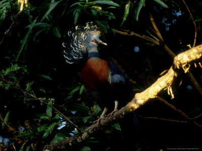 Victoria Crowned Pigeons On Branch, Papua New Guinea by Patricio Robles Gil Pricing Limited Edition Print image