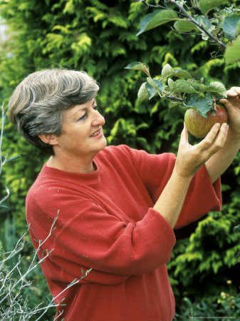 Picking Bramley Apple Woman, September The Anchorage, Kent by Jane Legate Pricing Limited Edition Print image