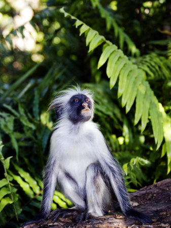 Kirks Red Colobus Monkey, Sitting, Zanzibar by Ariadne Van Zandbergen Pricing Limited Edition Print image