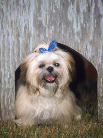 Shih-Tzu With Blue Ribbon In Doghouse by Frank Siteman Pricing Limited Edition Print image