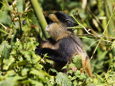Golden Monkey, Sitting In Foliage, Volcanoes National Park, Rwanda by Ariadne Van Zandbergen Pricing Limited Edition Print image