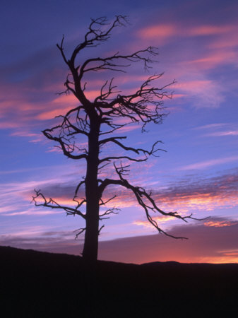 Silhouette Of Tree At Sunrise by Bonnie Lange Pricing Limited Edition Print image