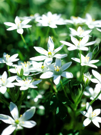 Star Of Bethlehem by Pernilla Bergdahl Pricing Limited Edition Print image