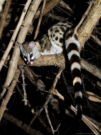 Large-Spotted Genet, Ruaha National Park, Tanzania by Ariadne Van Zandbergen Pricing Limited Edition Print image