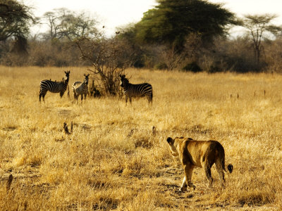 Lion, Stalking Zebra, Tanzania by Ariadne Van Zandbergen Pricing Limited Edition Print image