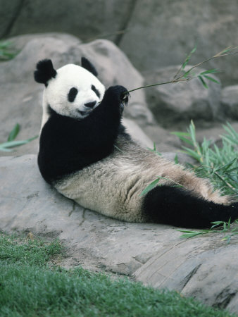 Giant Panda Bear Eating, Metro Toronto Zoo, Canada by Ralph Reinhold Pricing Limited Edition Print image