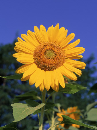 Sunflower by James Lemass Pricing Limited Edition Print image