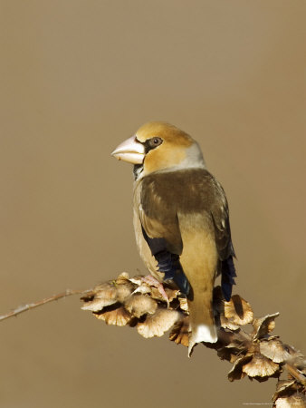 Hawfinch, Uk by David Tipling Pricing Limited Edition Print image