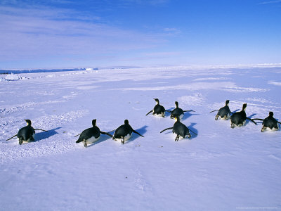 Emperor Penguins, Group On Sea Ice, Antarctica by David Tipling Pricing Limited Edition Print image