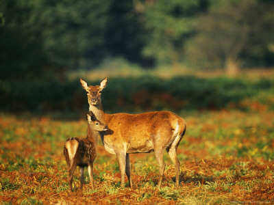 Red Deer, Hind And Fawn, Uk by David Tipling Pricing Limited Edition Print image