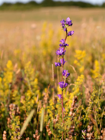 Clustered Bellflower In Meadow Amongst Yellow-Rattle And Ladies Bedstraw, West Berkshire, Uk by Philip Tull Pricing Limited Edition Print image