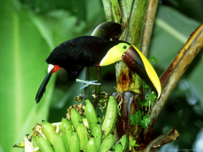 Chestnut-Madibled Toucan, Osa Peninsula, Costa Rica by Gustav Verderber Pricing Limited Edition Print image