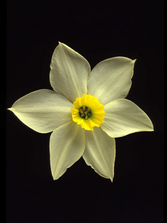 Perfect Daffodil by Fogstock Llc Pricing Limited Edition Print image