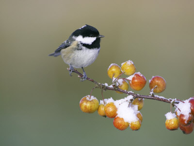 Coal Tit, Perched On Crab Apples In Winter, Scotland by Mark Hamblin Pricing Limited Edition Print image