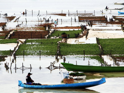 Seaweed Farmers Tending Their Farms On The Sea by Andrew Brownbill Pricing Limited Edition Print image