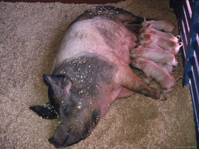 Pig With Nursing Piglets by Tony Ruta Pricing Limited Edition Print image