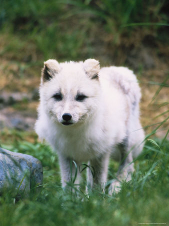 Artic Fox, Alopex Lagopus by Mark Newman Pricing Limited Edition Print image