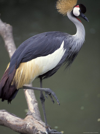 Crane Standing On Tree Branch by Fogstock Llc Pricing Limited Edition Print image