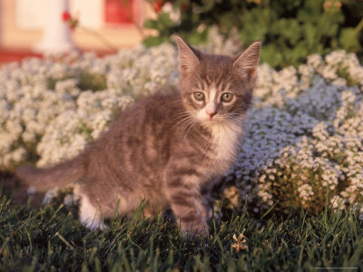 Eight-Week-Old Kitten Near Flower Garden by Frank Siteman Pricing Limited Edition Print image