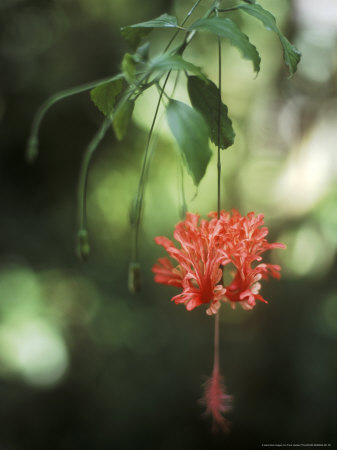 Hibiscus Schizopetalus Kyoto Botanical Garden, Japan by Frank Leather Pricing Limited Edition Print image
