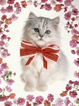 White Cat With Red Bow Surrounded By Flowers by Richard Stacks Pricing Limited Edition Print image