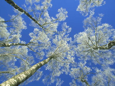 Silver Birch, Betula Pendula Snow-Covered Trees In Winter, Highland, Scotland by Mark Hamblin Pricing Limited Edition Print image