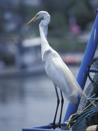 Egret by Fogstock Llc Pricing Limited Edition Print image
