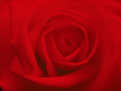 Red Rose, Close-Up by Masa Kono Pricing Limited Edition Print image