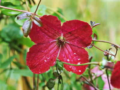 Clematis Carmencita September by Michael Howes Pricing Limited Edition Print image