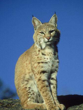 Bobcat, Felis Rufus, Usa by Brian Kenney Pricing Limited Edition Print image