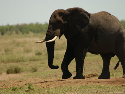 African Elephant, Kruger National Park by Keith Levit Pricing Limited Edition Print image