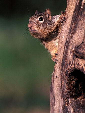 Rock Squirrel On A Dead Tree by Fogstock Llc Pricing Limited Edition Print image