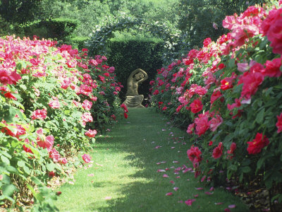 Statue Of Woman, Path Lined With Rosa, Kiftsgate by Clive Boursnell Pricing Limited Edition Print image