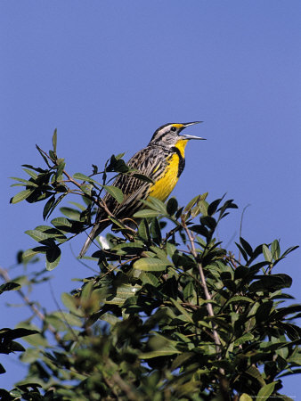Eastern Meadowlark (Sturnella Magna) by Priscilla Connell Pricing Limited Edition Print image