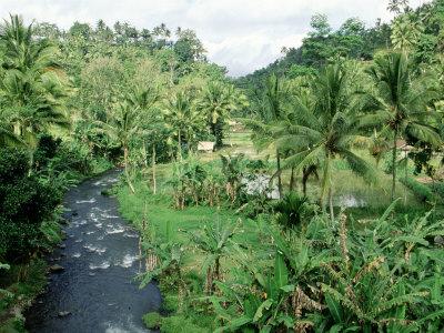 River Through Rice Fields, Bali, Indonesia by Craig J. Brown Pricing Limited Edition Print image