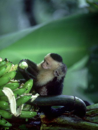 White-Faced Capuchin, With Infant, Costa Rica by Gustav Verderber Pricing Limited Edition Print image