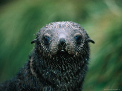 Antarctic Fur Seal (Arctocephalus Gazella), Antarctica by Chester Jonathan Pricing Limited Edition Print image