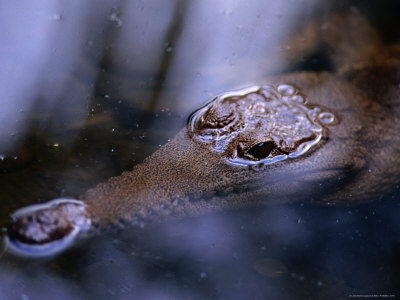 Freshwater Crocodile (Crocodylus Johnstoni), Kakadu National Park, Australia by Chris Mellor Pricing Limited Edition Print image