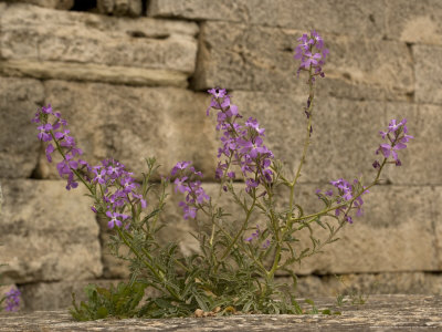 Matthiola Sinuata, Growing On Ruins Of Sounio Temple, Cape Sounio, Greece by Bob Gibbons Pricing Limited Edition Print image
