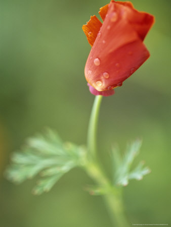 Eschscholzia Californica Dali (California Poppy) by Hemant Jariwala Pricing Limited Edition Print image