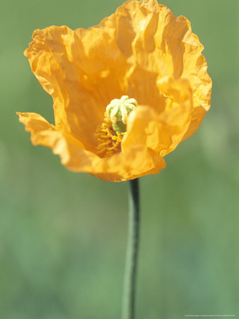 Papaver Atlanticum (Moroccan Poppy) by Hemant Jariwala Pricing Limited Edition Print image