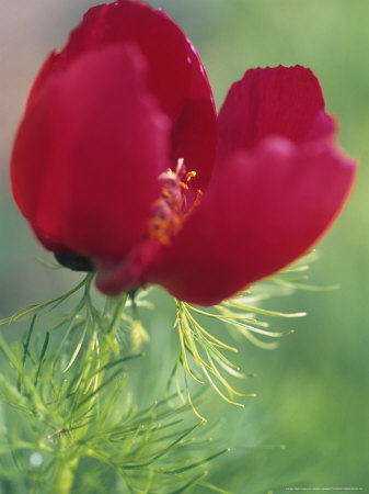 Paeonia Tenuifolia (Paeony), Close-Up Of A Red Flower by Hemant Jariwala Pricing Limited Edition Print image